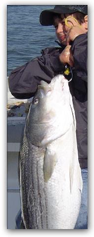 A huge striped
                      bass taken by junior angler Anthony Gregoris -
                      Grats!