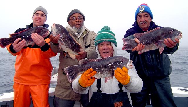Blackfish Tog Tautog and lots of them off the wrecks and reefs of the south shore of Long Island