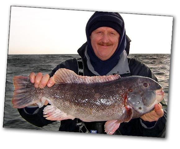 Caught on the
                      Codfather blackfish tautog white chin